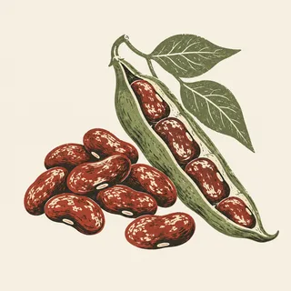 Fasulye