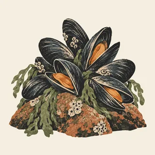 Midye
